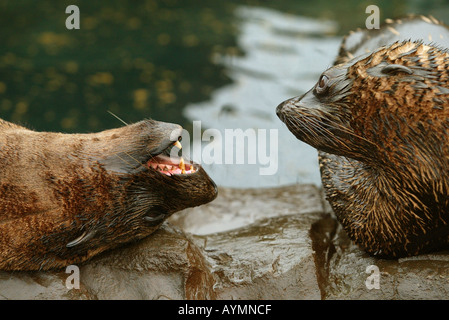 Guarnizioni a Living Coasts in Torquay Devon Regno Unito Foto Stock