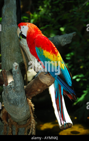 Ara scarlatta. Foto Stock