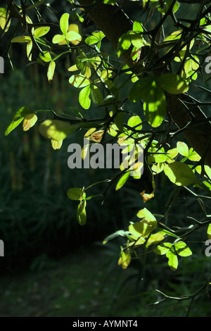 Boccola retroilluminati Foto Stock