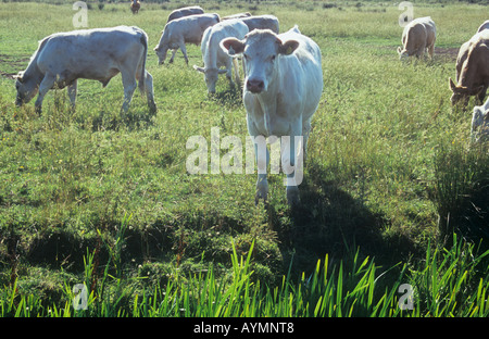 Gruppo di champagne bianco e marrone pallido giovenchi e giovenche in pascolo ruvida orlato da fossato reedy retroilluminati da sole estivo Foto Stock