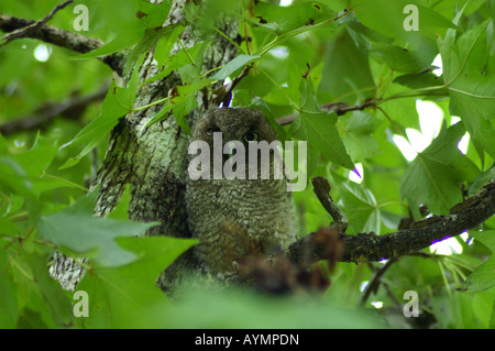 Un orientale civetta chick sull'albero. Texas, Stati Uniti d'America. Foto Stock