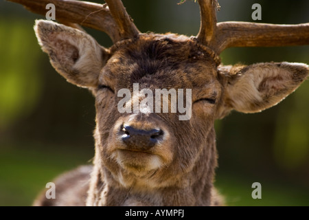 Red Deer faccia,l'Inghilterra,Regno Unito Foto Stock