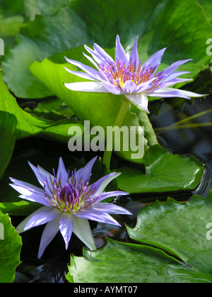 Acqua di rosa lily fiori e foglie su stagno Foto Stock