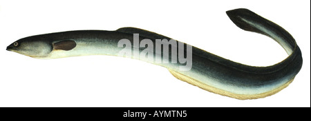 L'anguilla europea, Anguille (Anguilla anguilla), disegno Foto Stock