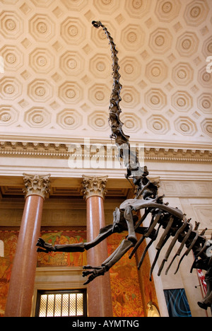 Lo scheletro di Barosaurus al Museo Americano di Storia Naturale di New York Foto Stock