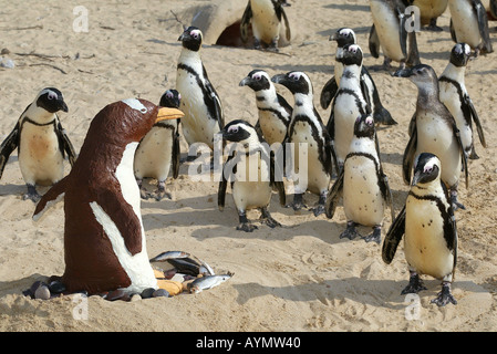 Un cioccolato pinguino Gentoo incontra alcuni vivono i Penguins africani a Living Coasts in Torquay Devon Regno Unito Foto Stock