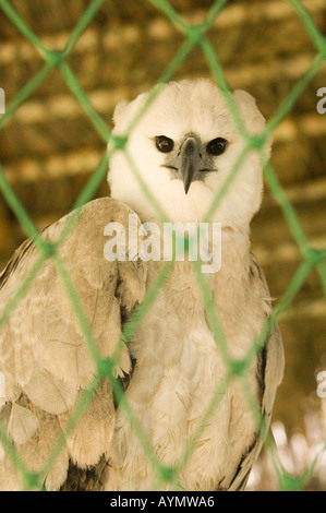 Arpia Aquila Harpia harpyja, in via di estinzione, foresta-zona di vita, parco storico, Parque Historico, Guayaquil, Ecuador Foto Stock