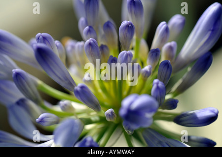 Agapanthus praecox subsp orientalis " variegata' aperti boccioli di fiori baby blue close up close-up macro Foto Stock
