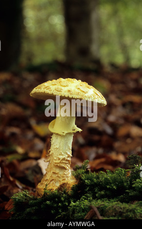 Falso Death-Cap (Amanita citrina) Foto Stock