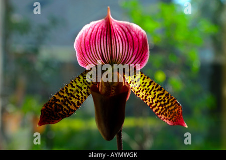 Orchid fiore: Paphiopedilum Pianella della Madonna. Foto Stock