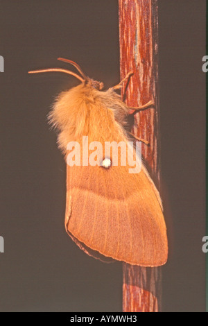 Oak Eggar (Lasiocampa quercus), Adulto aggrappati a stelo Foto Stock