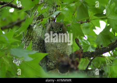 Un orientale civetta chick sull'albero. Texas, Stati Uniti d'America. Foto Stock