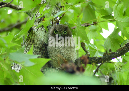 Un orientale civetta chick sull'albero. Kingwood, Texas, Stati Uniti d'America. Foto Stock