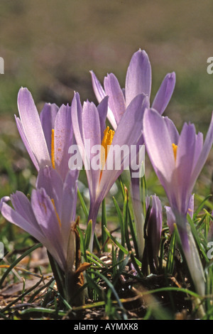 La molla crocus, olandese crocus (Crocus albiflorus, crocus vernus albiflorus), piante da fiore Foto Stock