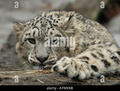 Snow Leopard (Uncia uncia) a Jihlava Zoo, Repubblica Ceca Foto Stock