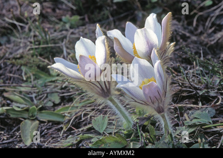 La molla "Pasque flower (Pulsatilla vernalis), la fioritura delle piante Foto Stock