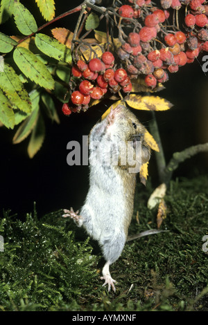 Bank Vole Clethrionomys glareolus Myodes glareolus jumping fino a raggiungere Rowan bacche (Sorbus aucuparia) Foto Stock