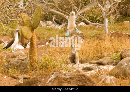 Blu-footed booby, Sula nebouxii excisa, Seymour, Galapagos, Ecuador Foto Stock