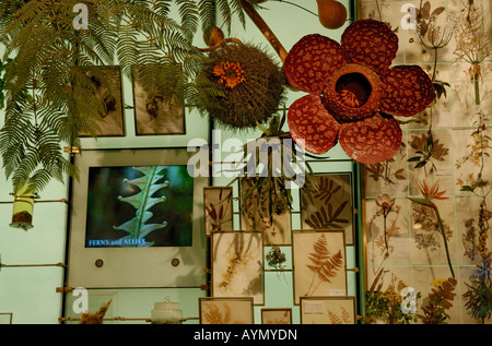 Varie piante sono rappresentati dalla primitiva felci di angiosperme Foto Stock