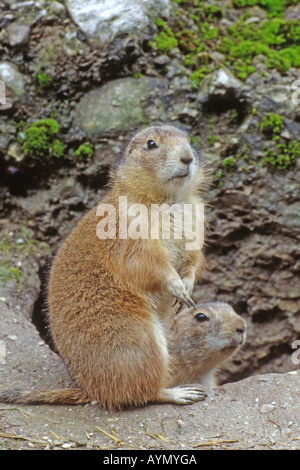 Nero-tailed Prairie Dog (Cynomys ludovicianus), seduti sulle zampe posteriori nei pressi di ingresso al burrow Foto Stock