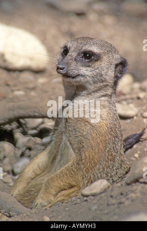 Snello tailed Meerkat, Suricate (Suricata suricata) ritratto Foto Stock