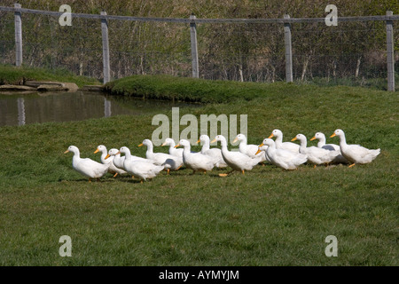 Aylesbury anatre Norfolk Aprile Foto Stock