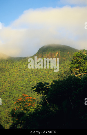 Stati Uniti d'America, Puerto Rico, Foresta Nazionale Caraibica, o 'El Yunque " foresta pluviale, alba sopra la foresta pluviale Foto Stock