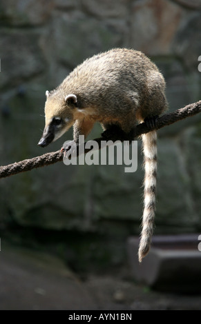 Anello coati codato (Nasua nasua) presso lo zoo di Liberec nella Boemia settentrionale Repubblica Ceca Foto Stock