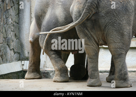 Elefanti asiatici (Elephas maximus) presso lo zoo di Liberec nella Boemia settentrionale Repubblica Ceca Foto Stock