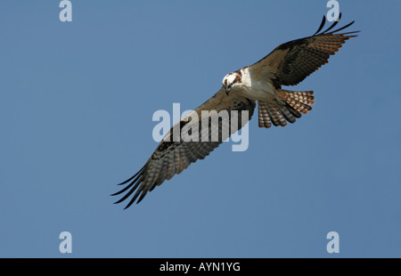 Un osprey si libra sopra una baia a Sanibel Island, Florida, Stati Uniti d'America Foto Stock