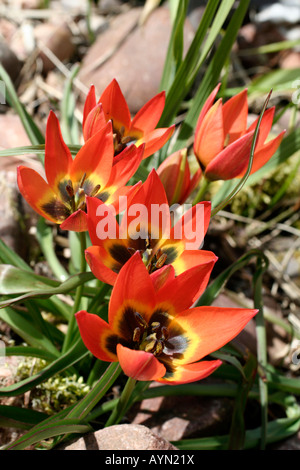 TULIPA piccola principessa Foto Stock