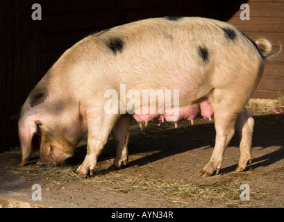 Gloucester old spot maiale,l'Inghilterra,UK Foto Stock