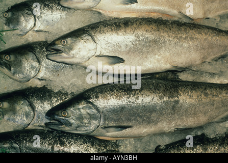 Pacific King o Chinook Salmoni (Oncorhynchus tshawytscha) selvatici catturati in Alaska, il Pike Place Market, Seattle WA USA Foto Stock