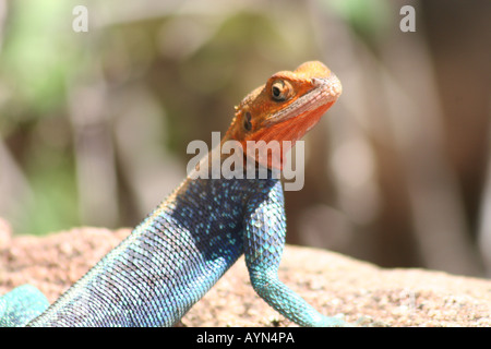 LIZARD IN AFRICA Foto Stock