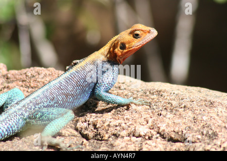 LIZARD IN AFRICA Foto Stock