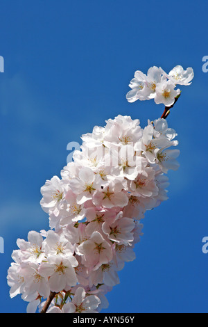 La fioritura dei ciliegi in fiore per raggiungere il cielo Foto Stock