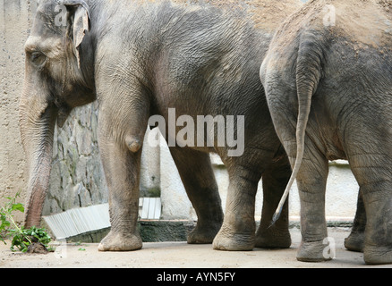 Elefanti asiatici (Elephas maximus) presso lo zoo di Liberec nella Boemia settentrionale Repubblica Ceca Foto Stock