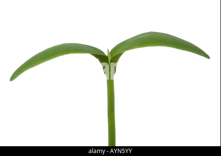 Ripresa macro di una giovane pianta piantina con due foglie isolate su uno sfondo bianco Foto Stock