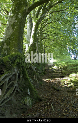 Linea di vecchie faggi accanto a un antico via vicino a Meldon serbatoio, Dartmoor Foto Stock