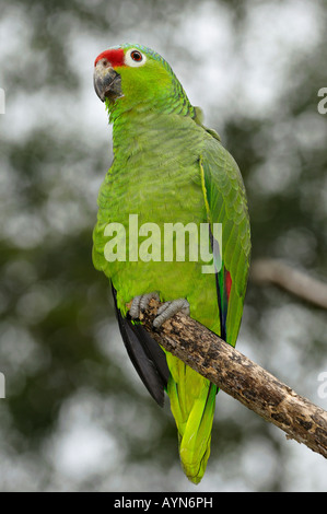 Appollaiato Red Parrot incoronato Amazona viridigenalis in Costa Rica Foto Stock