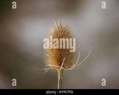 Essiccato Thistle testa Foto Stock