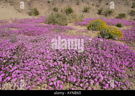 Tappeto di sabbia verbena che fiorisce in Anzo Borrego State Park Foto Stock