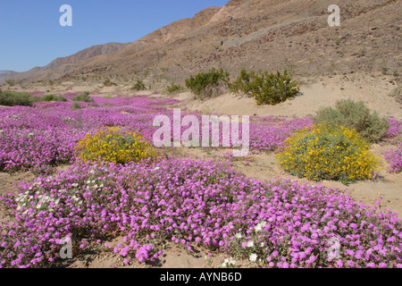 Tappeto di sabbia verbena che fiorisce in Anzo Borrego State Park Foto Stock