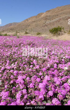 Tappeto di sabbia verbena che fiorisce in Anzo Borrego State Park Foto Stock