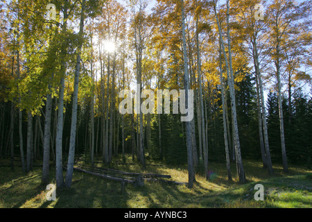 Golden aspen alberi durante l'autunno nel Parco Nazionale di Jasper Foto Stock