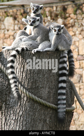 Un gruppo di anello Tailed lemuri Foto Stock