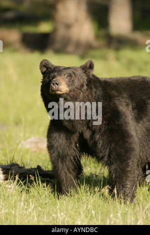 Grande cinghiale black bear durante la stagione degli amori di Yellowstone Foto Stock