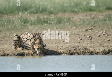 Un ghepardo di bere a waterhole nel Kalahari semi deserto Foto Stock