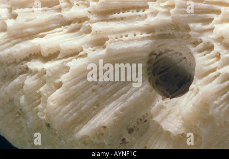 Close up imbianchiti coral lavato fino sulla spiaggia in Sri lanka asia Foto Stock