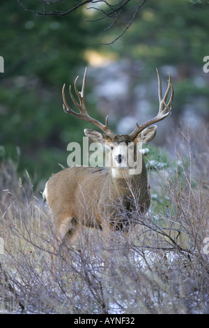 Trophy Mule Deer buck durante l'autunno rut Foto Stock